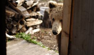 Превью обои медведь, морда, выглядывать, дверь, дрова, любопытство