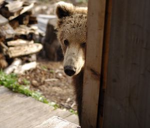 Превью обои медведь, морда, выглядывать, дверь, дрова, любопытство