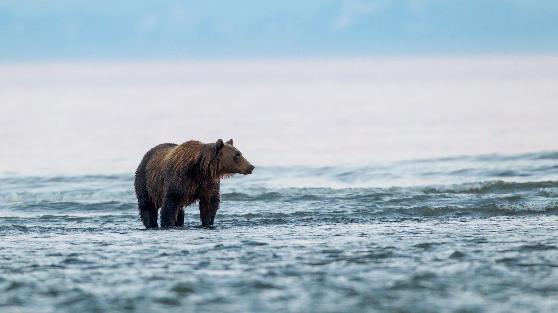 медвежонок на море