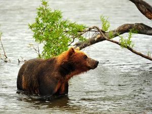 Превью обои медведь, охота, хищник, река