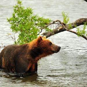 Превью обои медведь, охота, хищник, река