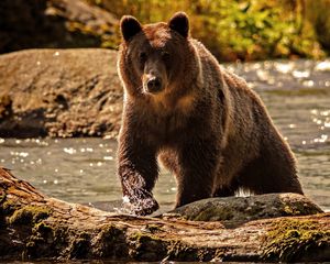 Превью обои медведь, окрас, вода, лазать