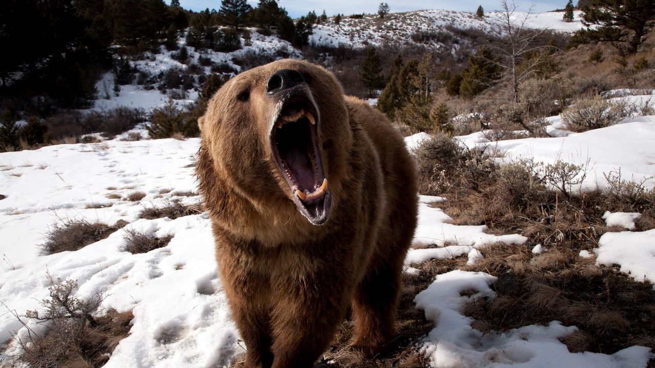 Обои медведь, оскал, трава, снег, агрессия