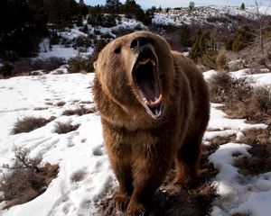 Превью обои медведь, оскал, трава, снег, агрессия