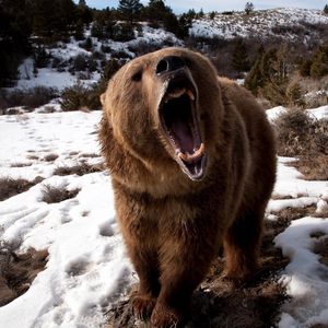 Превью обои медведь, оскал, трава, снег, агрессия