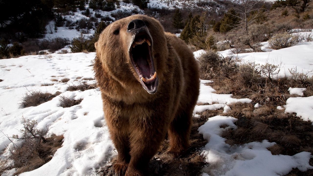 Обои медведь, оскал, злой, снег, бурый, зима