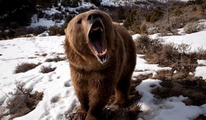 Превью обои медведь, оскал, злой, снег, бурый, зима