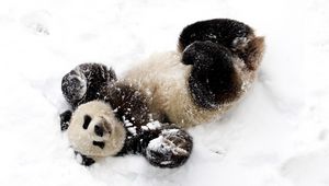 Превью обои медведь, панда, зима, снег