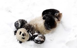 Превью обои медведь, панда, зима, снег