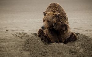 Превью обои медведь, песок, сидеть, мокрый