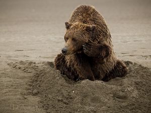 Превью обои медведь, песок, сидеть, мокрый