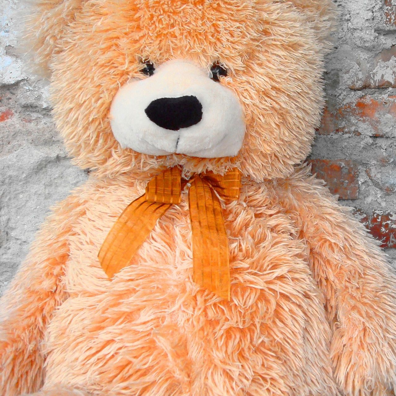 Orange bear