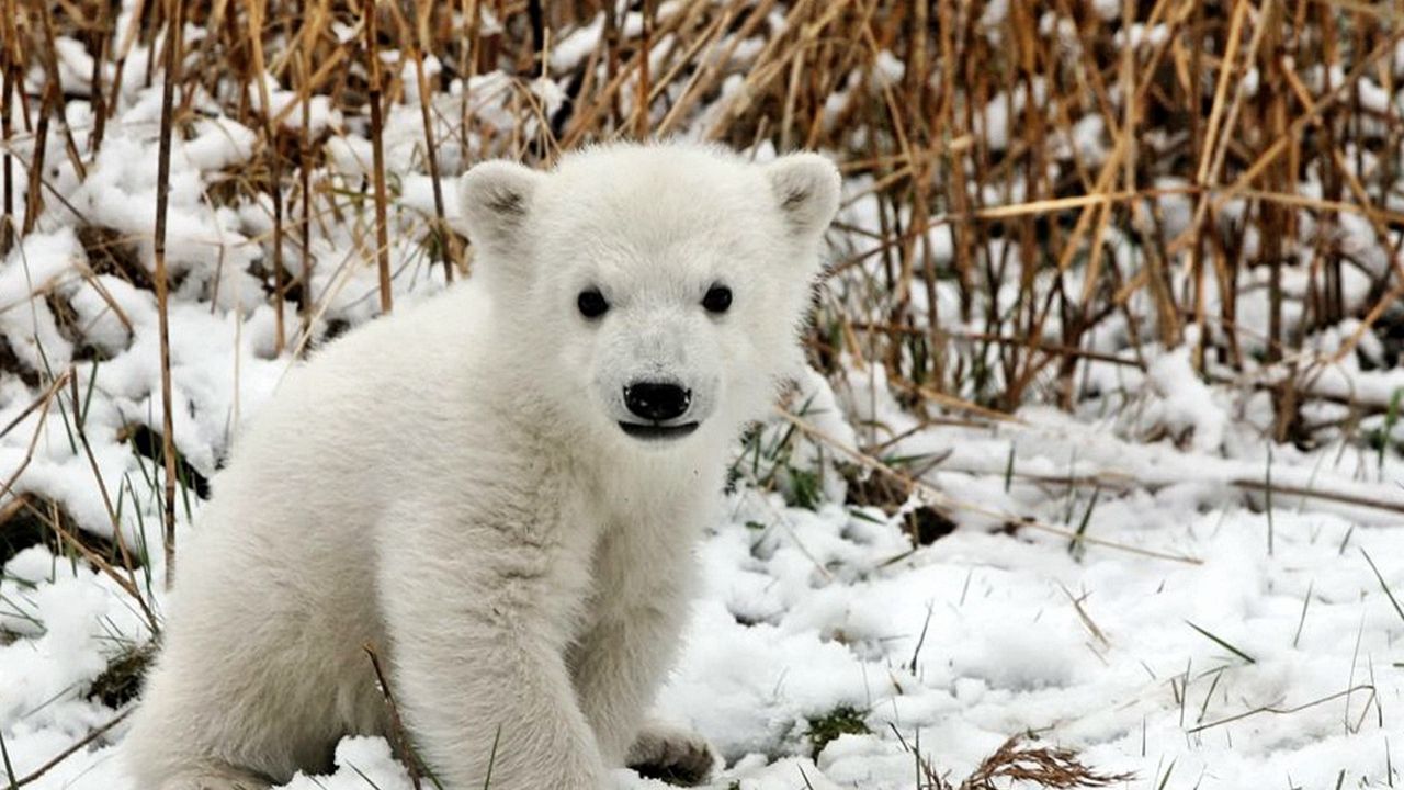 Обои медведь, полярный медведь, детеныш, снег, трава, страх