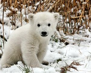 Превью обои медведь, полярный медведь, детеныш, снег, трава, страх