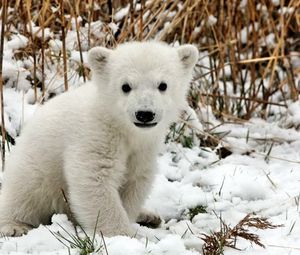 Превью обои медведь, полярный медведь, детеныш, снег, трава, страх