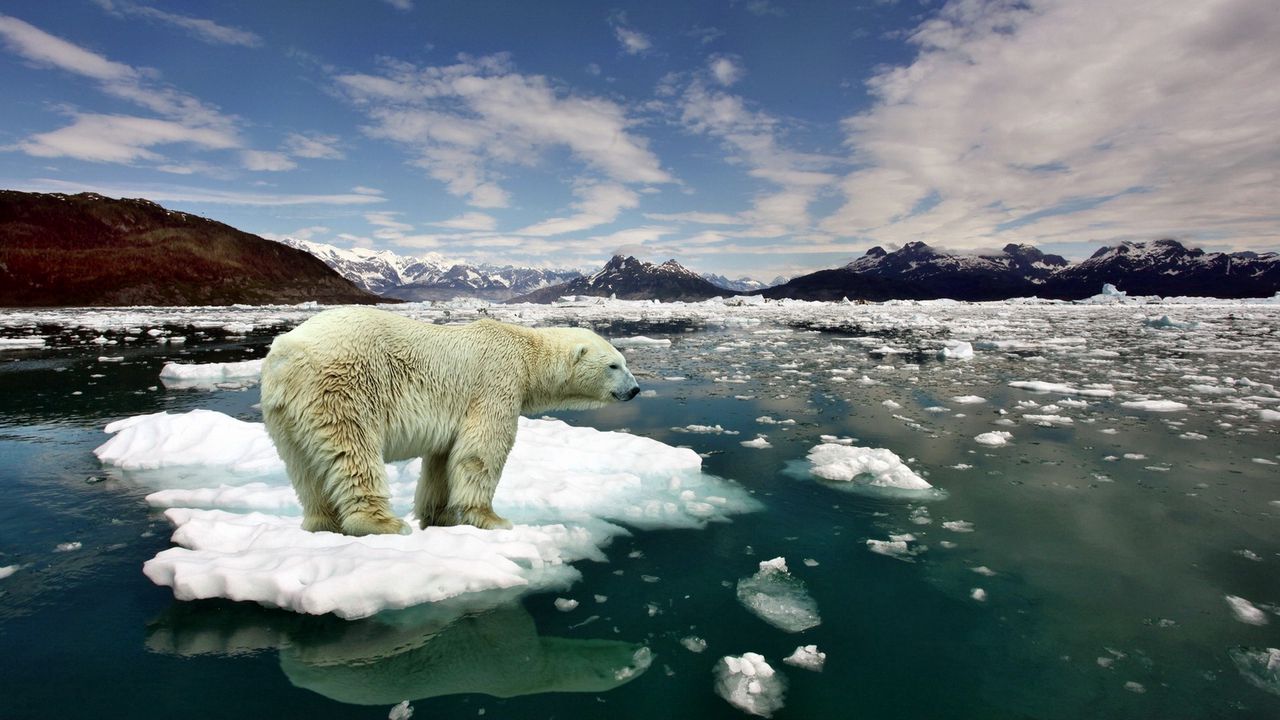 Обои медведь, полярный медведь, лед, снег, холод