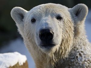 Превью обои медведь, полярный медведь, морда, снег, мокрый