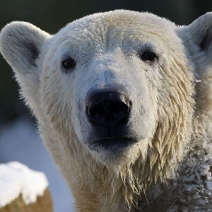 Превью обои медведь, полярный медведь, морда, снег, мокрый