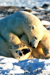 Превью обои медведь, полярный медведь, пара, игривые, снег