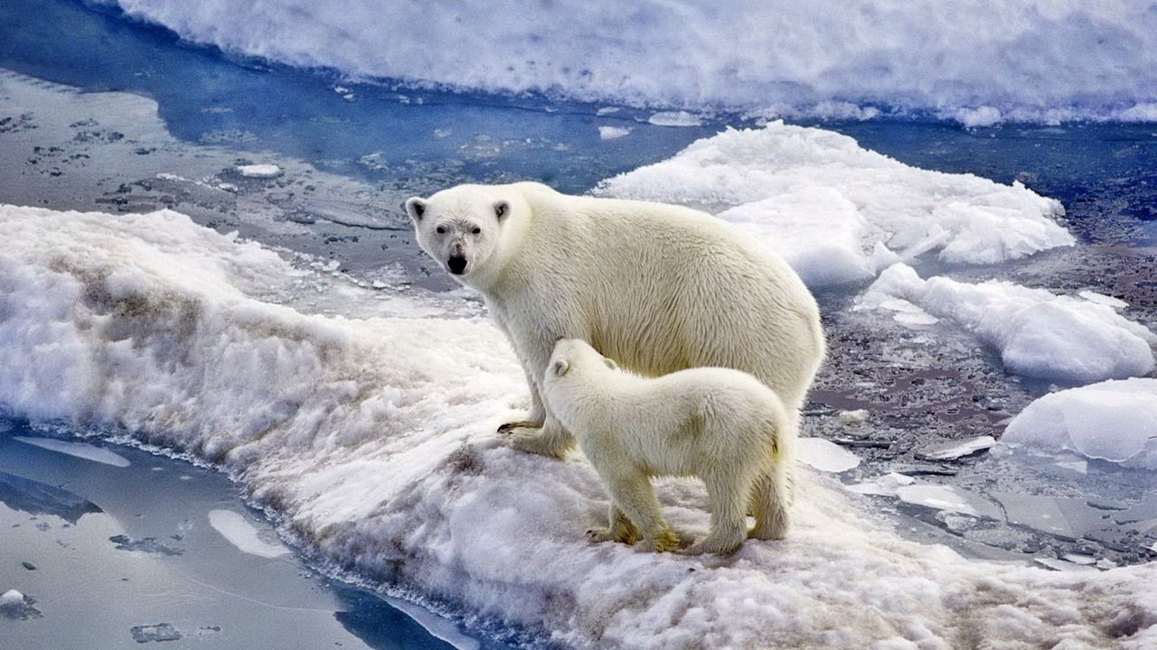 Обои медведь, полярный медведь, семья, детеныш, снег, лед, океан, прогулка
