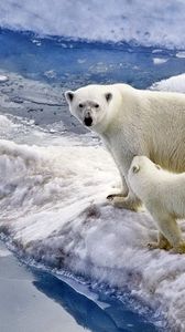 Превью обои медведь, полярный медведь, семья, детеныш, снег, лед, океан, прогулка
