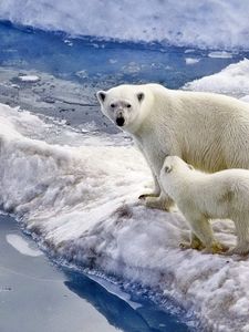 Превью обои медведь, полярный медведь, семья, детеныш, снег, лед, океан, прогулка