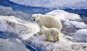 Превью обои медведь, полярный медведь, семья, детеныш, снег, лед, океан, прогулка