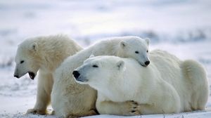 Превью обои медведь, полярный медведь, семья, забота, снег
