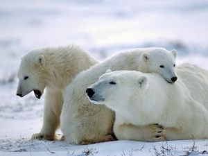Превью обои медведь, полярный медведь, семья, забота, снег