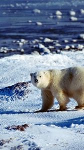 Превью обои медведь, полярный медведь, снег, лед, океан