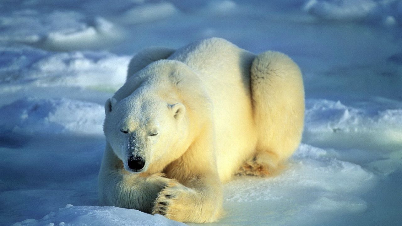 Обои медведь, полярный медведь, снег, лежать, ожидание