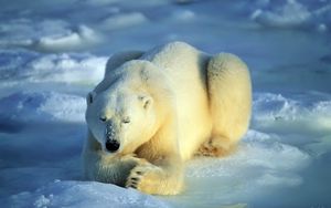 Превью обои медведь, полярный медведь, снег, лежать, ожидание