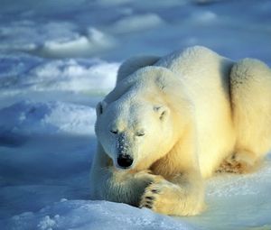 Превью обои медведь, полярный медведь, снег, лежать, ожидание