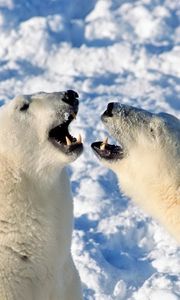 Превью обои медведь, полярный медведь, снег, пара, игривый