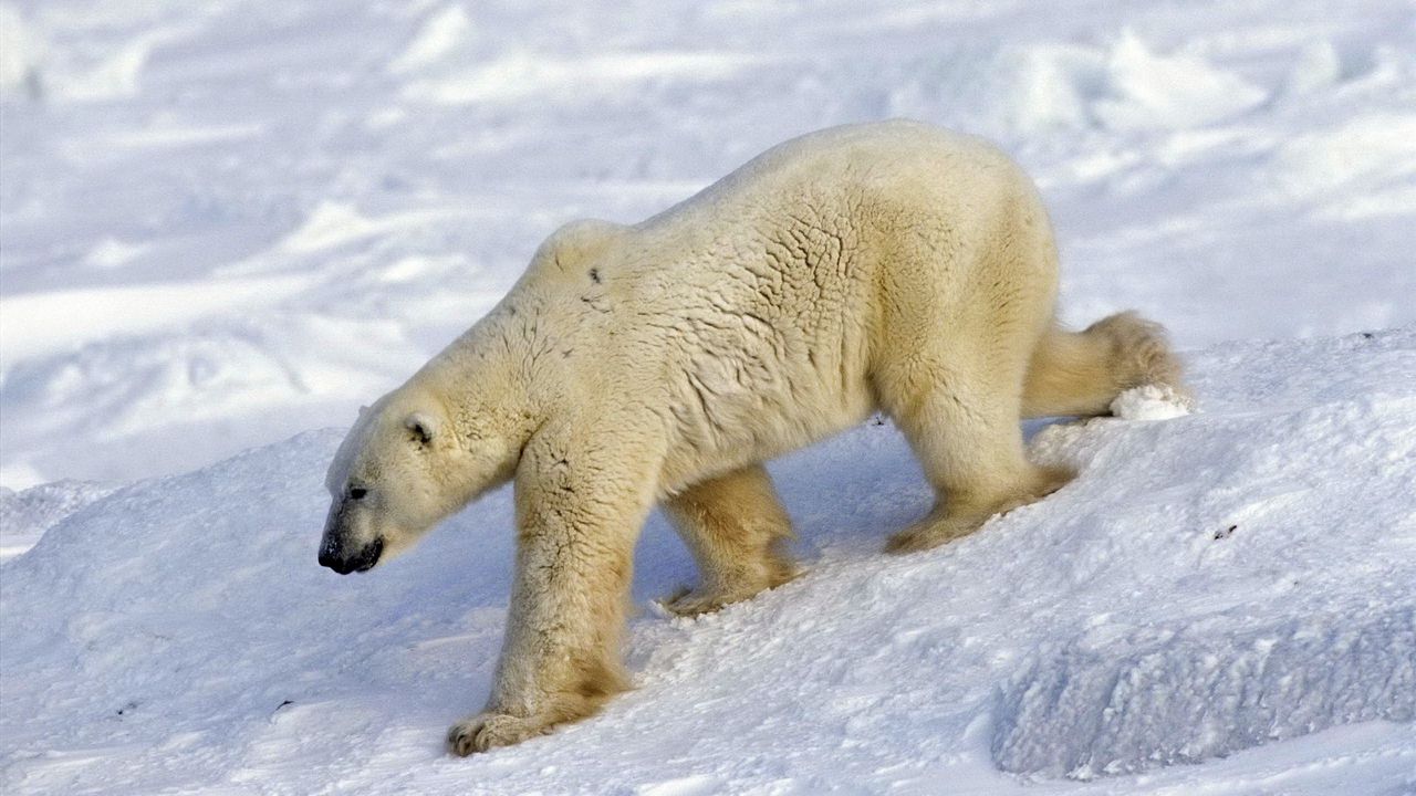 Обои медведь, полярный медведь, снег, прогулка, большой