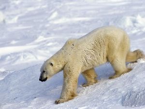 Превью обои медведь, полярный медведь, снег, прогулка, большой