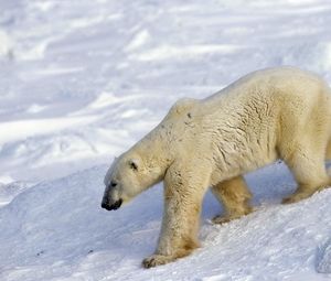 Превью обои медведь, полярный медведь, снег, прогулка, большой