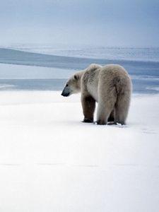 Превью обои медведь, полярный медведь, снег, прогулка
