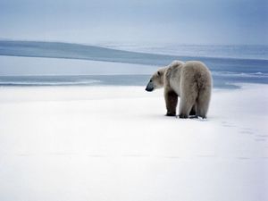 Превью обои медведь, полярный медведь, снег, прогулка