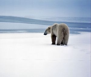 Превью обои медведь, полярный медведь, снег, прогулка