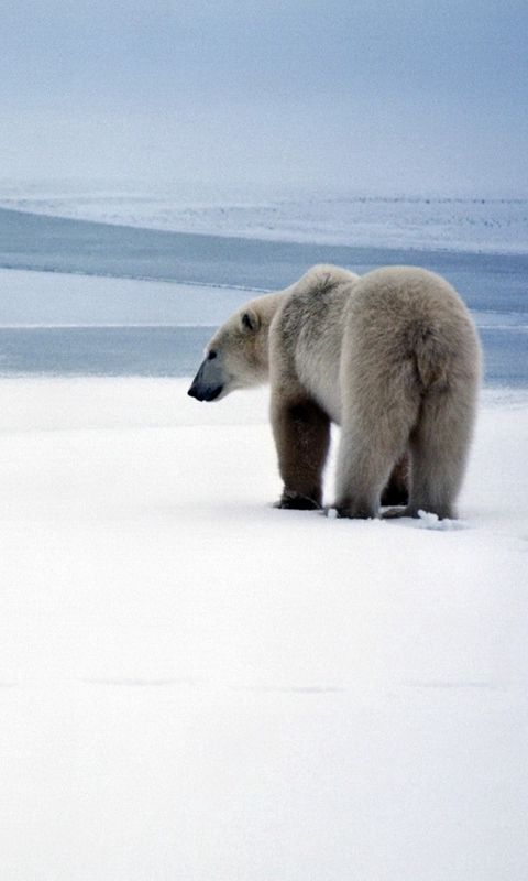 Pictured: The experienced hiker who took up close photos of a grizzly bear for e