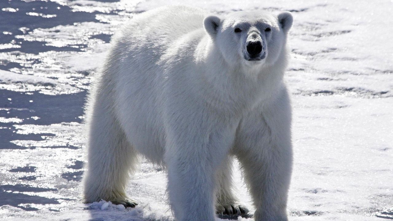 Обои медведь, полярный медведь, снег, свет, яркий