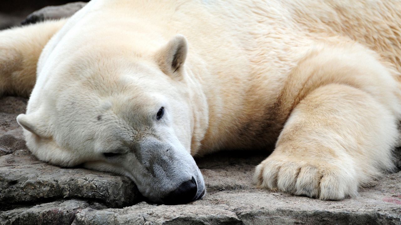 Обои медведь, полярный медведь, сон, лапы, большой