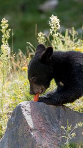 Превью обои медведь, природа, морковка