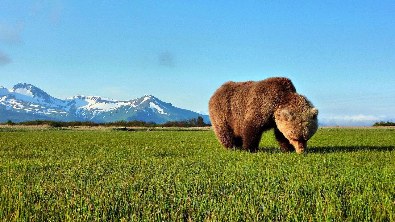 Обои медведь, прогулка, трава, бурый