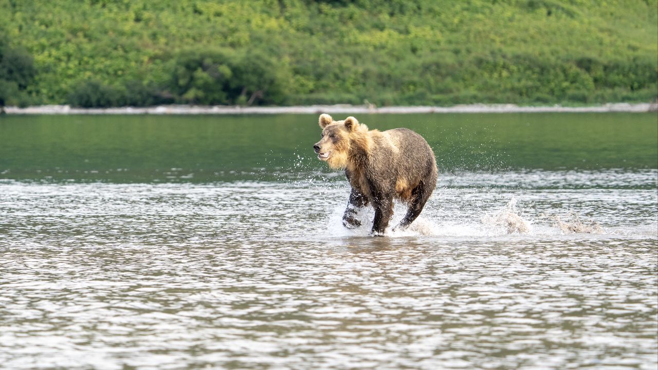 Обои медведь, прыжок, озеро, дикая природа