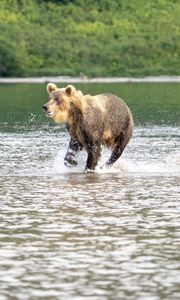 Превью обои медведь, прыжок, озеро, дикая природа