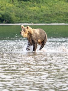 Превью обои медведь, прыжок, озеро, дикая природа