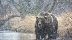 Превью обои медведь, снег, камчатка