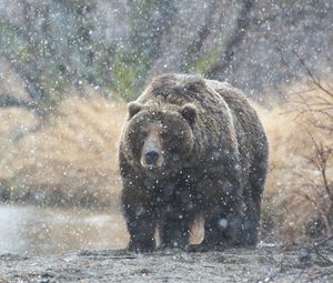 Превью обои медведь, снег, камчатка